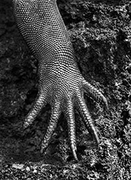 © Sebastião Salgado/Amazonas Images - 1. Galápagos, Ecuador, 2004